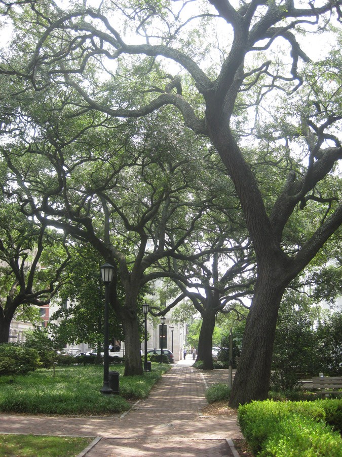 Live oaks in Forsyth Park, Savannah