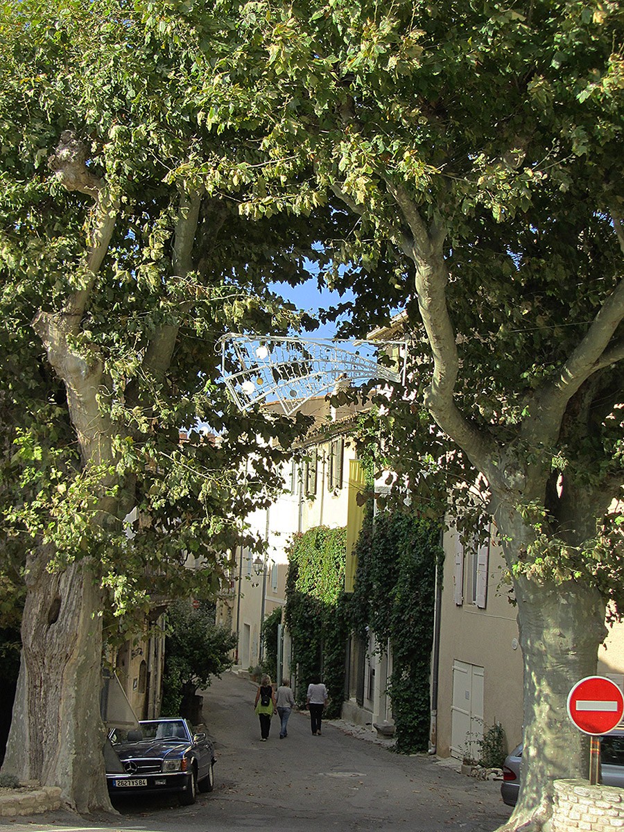Plane Trees, Saignon, Provence