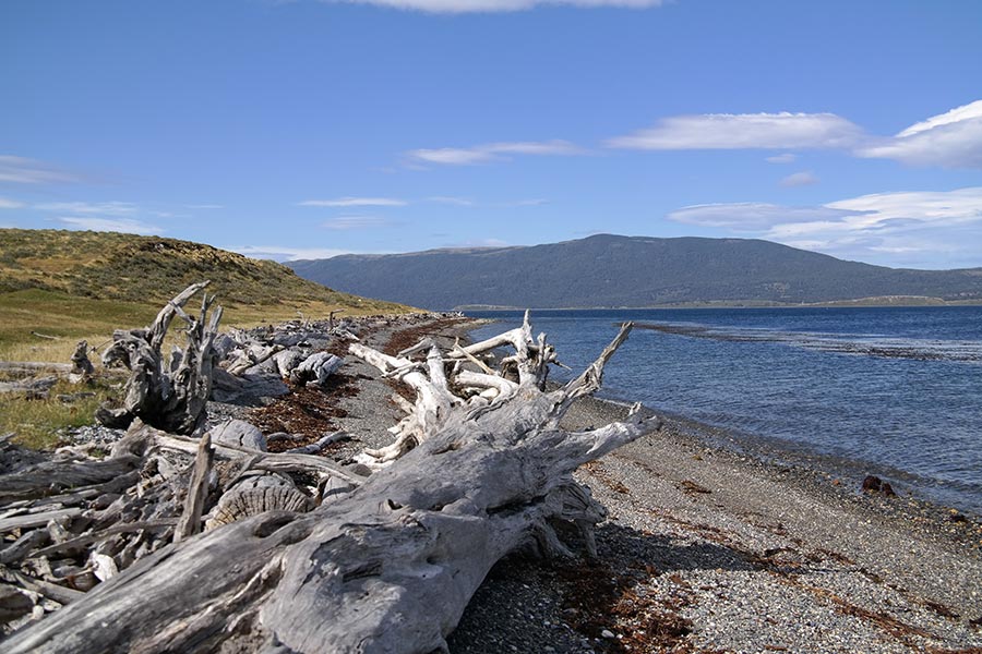 Driftwood Beach, Beagle Channel, Tierra del Fuego, Argentina