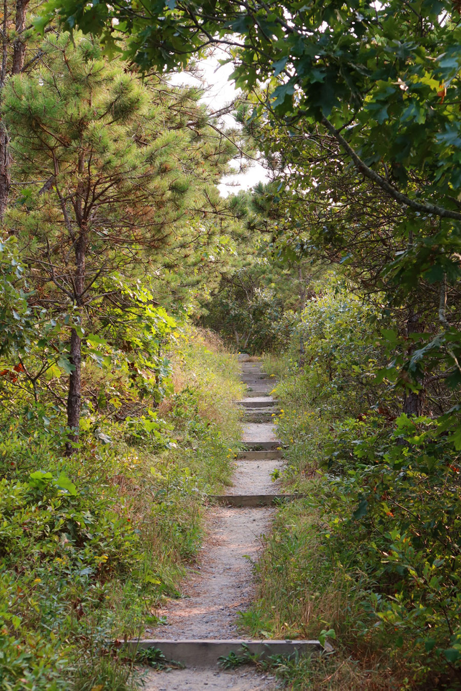 Pamet Area Trails, Truro, Cape Cod, Massachusetts