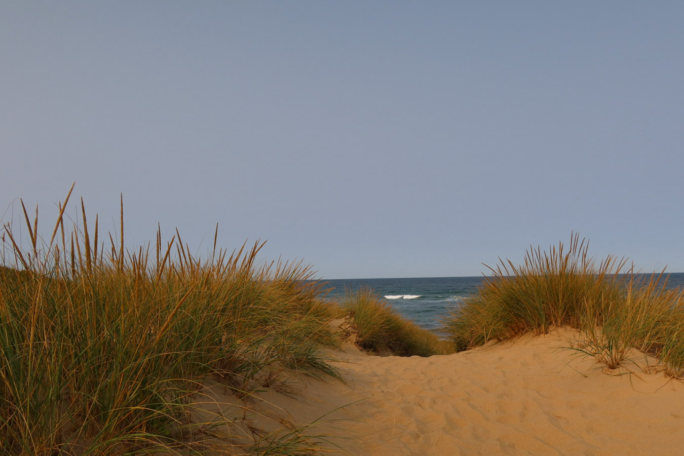 Sand Dunes, Pamet Area Trails, Cape Cod National Seashore