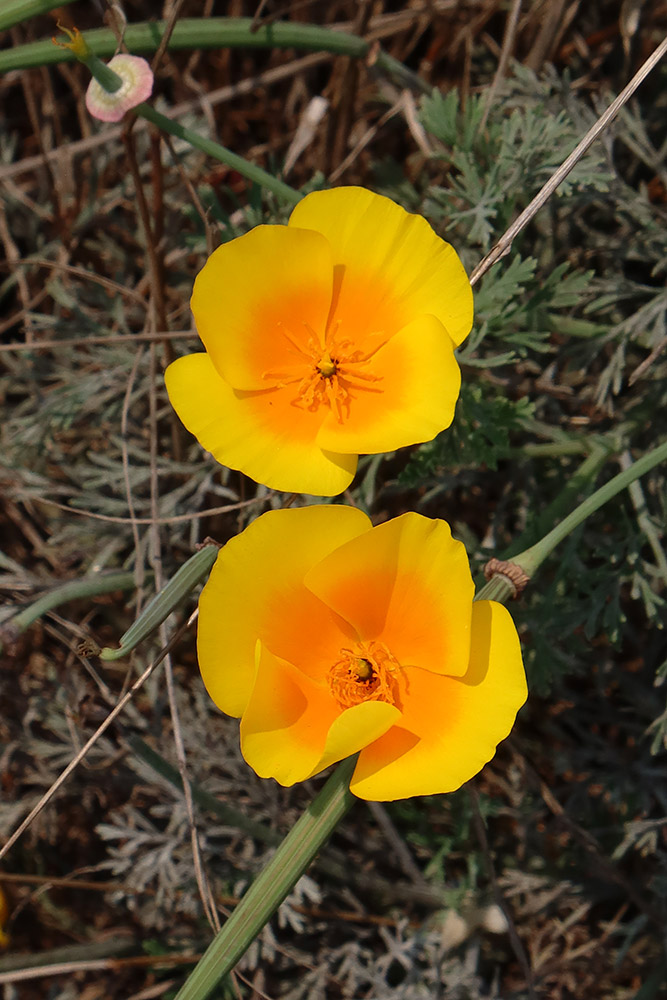 Wildflowers, Pinnacle Gulch Trail, Bodega Bay, California