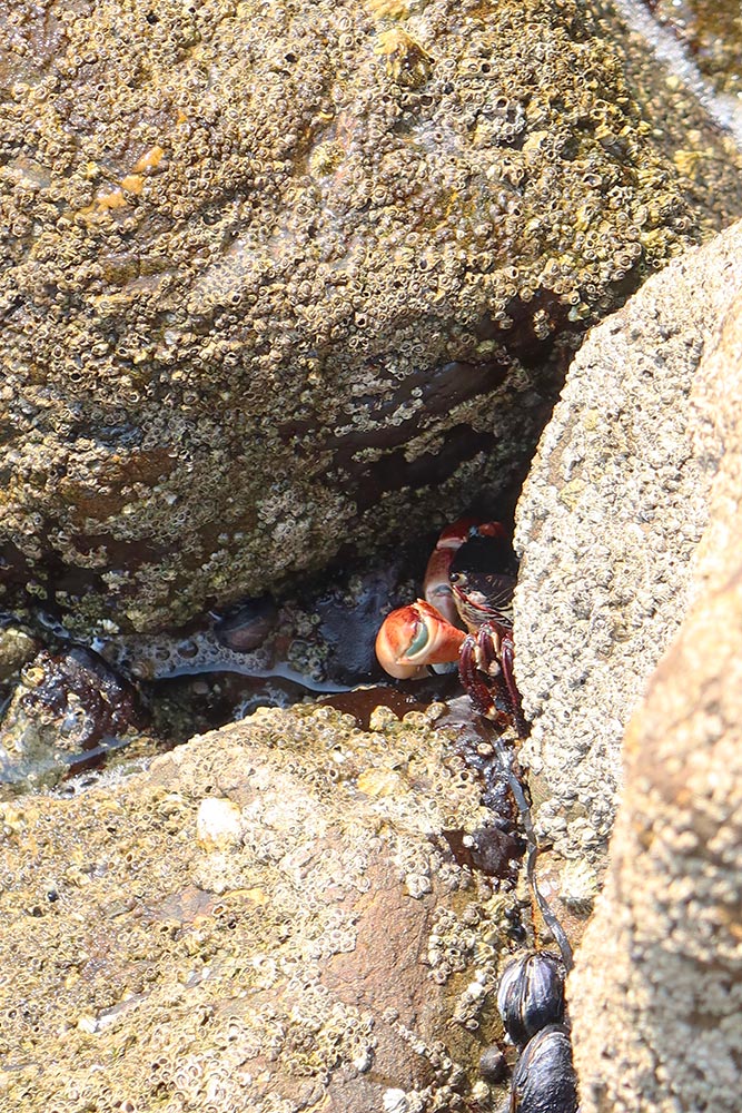 Red Crab, Pinnacle Gulch Trail, Bodega Bay, California