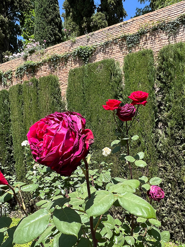 Rose Parterre, Generalife Gardens, Alhambra, Spain