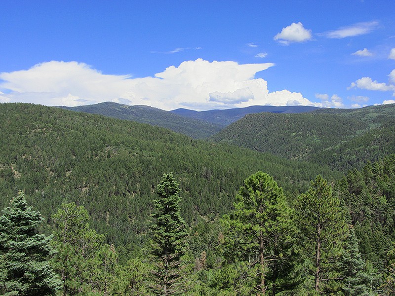 Carson National Forest, High Road to Taos, New Mexico