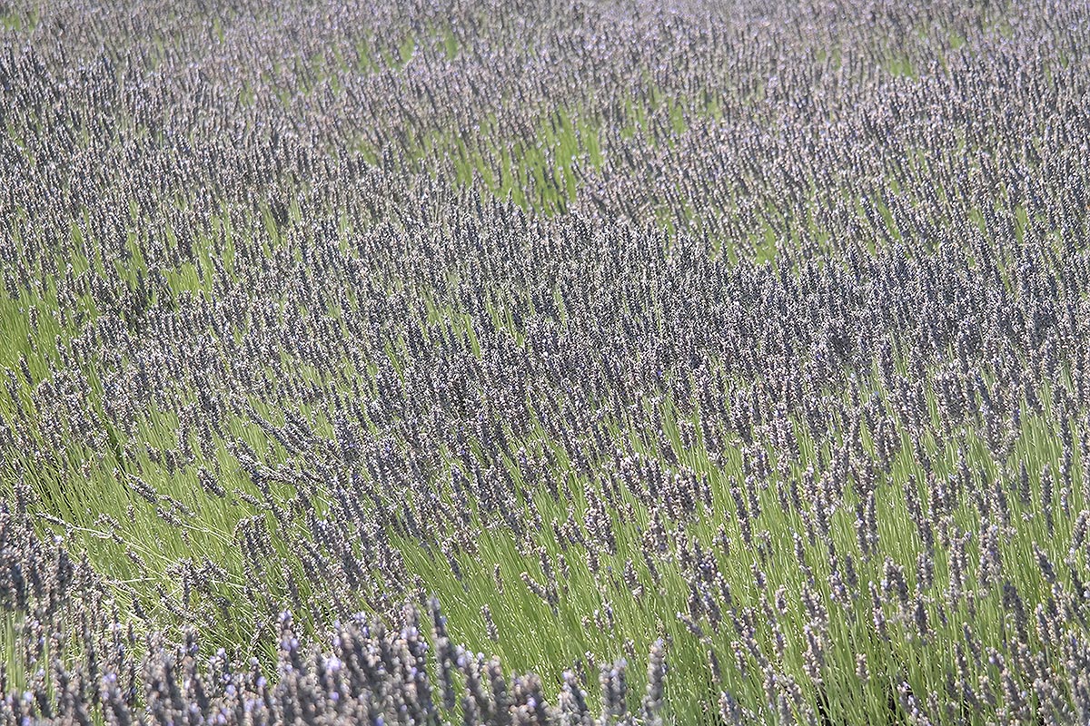 Lavender Fields near Olea Hotel, Sonoma Valley