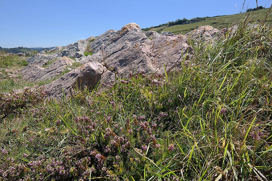 Flora and succulents, Algorri Trail, Ruta del Flysch, Zumaia, Spain