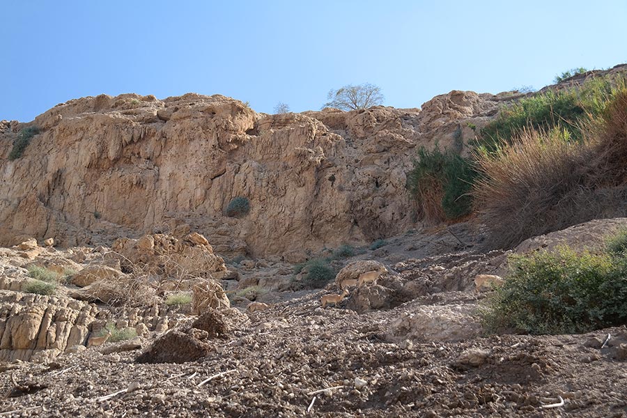 Ibex Herds, Ein Gedi Reserve, Israel