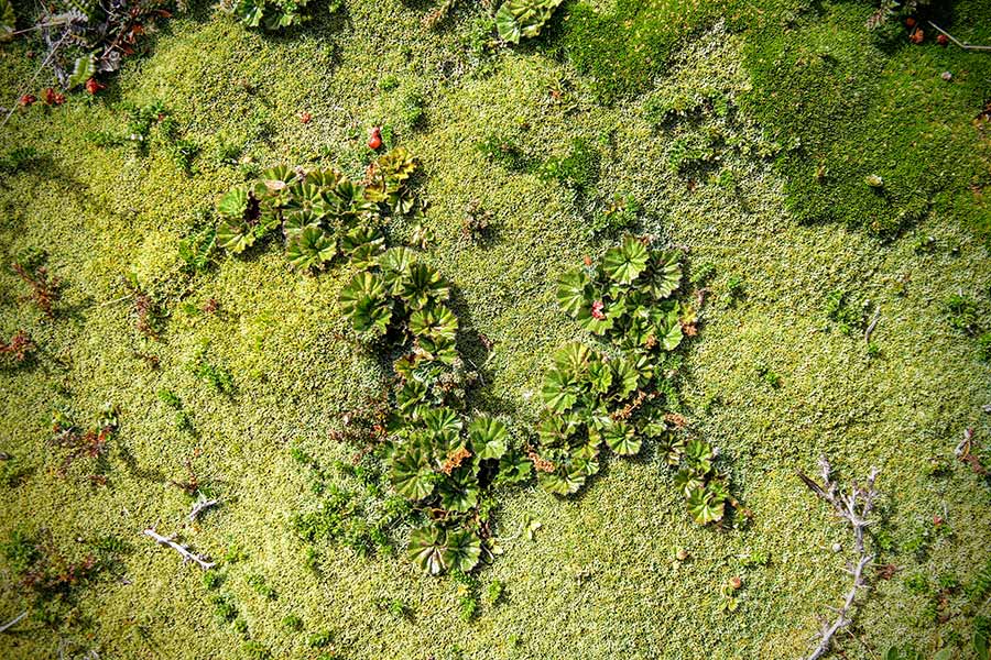 Unique Moss, Isla Gable, Tierra del Fuego, Argentina