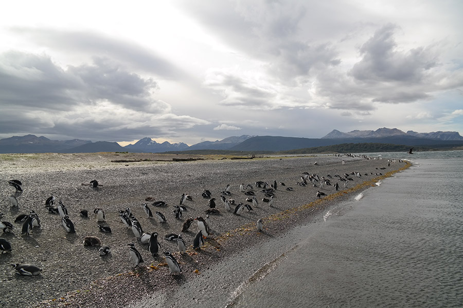 Penguin Rookery, Isla Martillo, Tierra del Fuego, Argentina