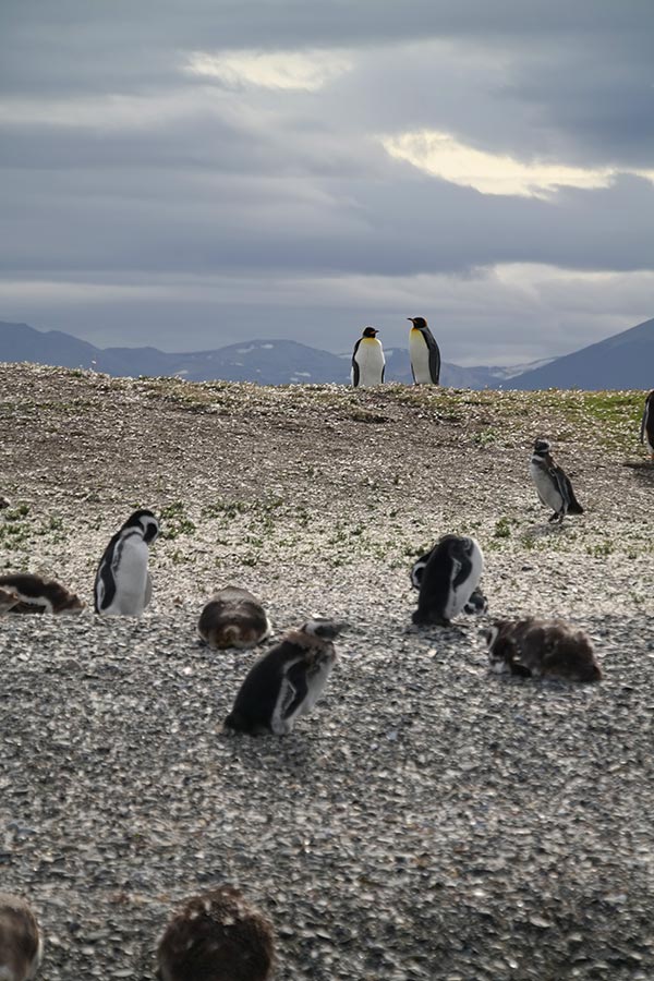 Emperor Penguins, Isla Martillo, Tierra del Fuego, Argentina
