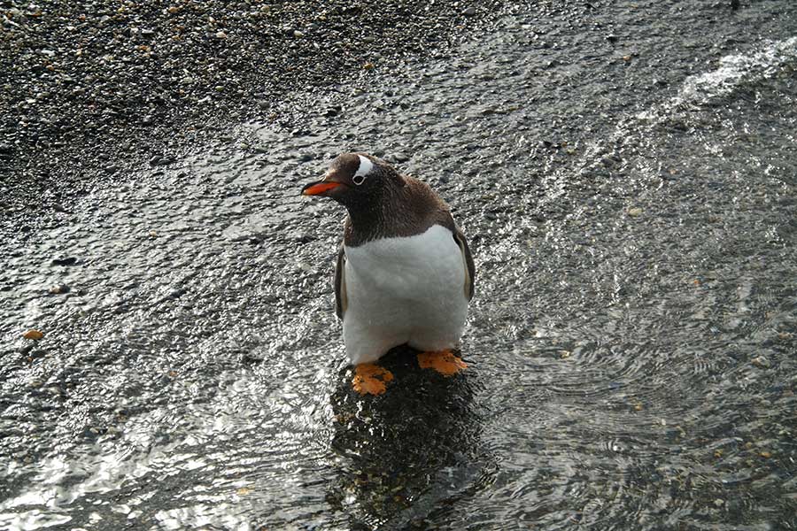 Gentoo Penguin, Isla Martillo, Tierra del Fuego, Argentina