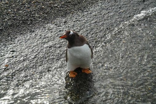 Penguin rookery, Isla Martillo, Tierra del Fuego, Argentina