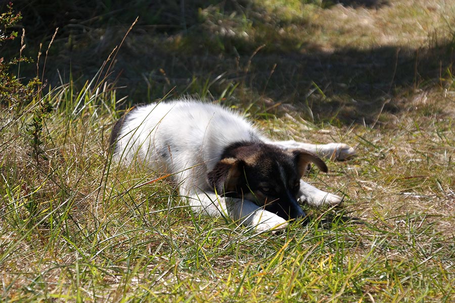 Feral Dogs on Isla Gable, Tierra del Fuego, Argentina