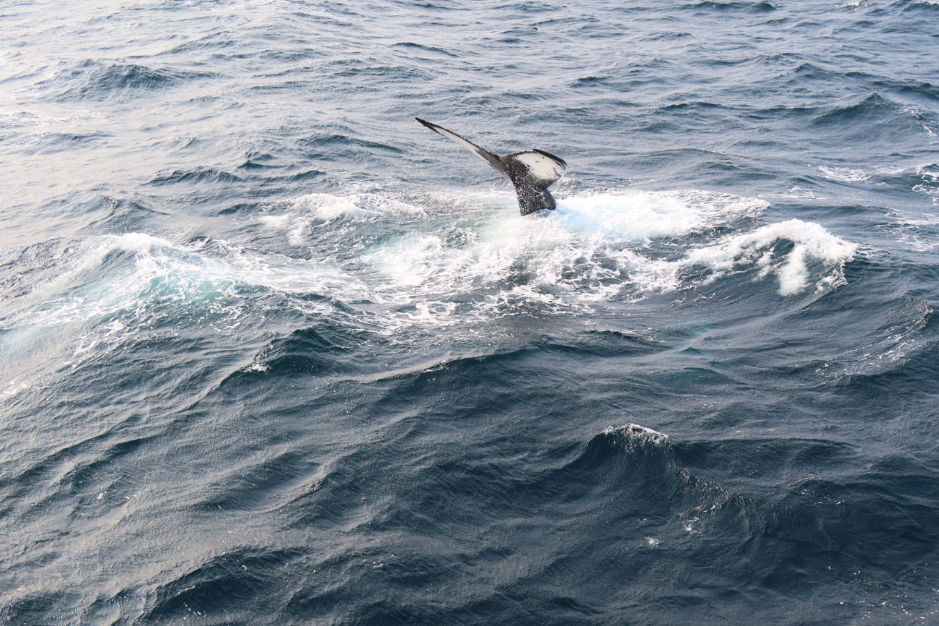 Humpback Whale Fluke, Cape Cod, Massachusetts