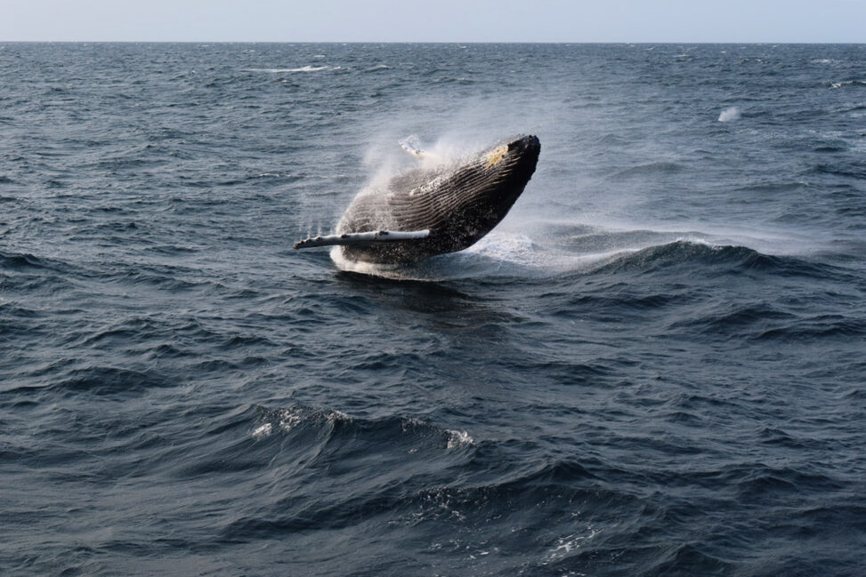 Humpback Breack | Cape Cod Whale Watch Tour
