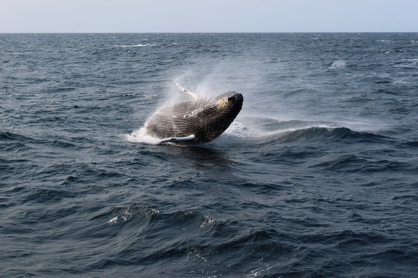 Humpback Whale Breach, Cape Cod, Massachusetts