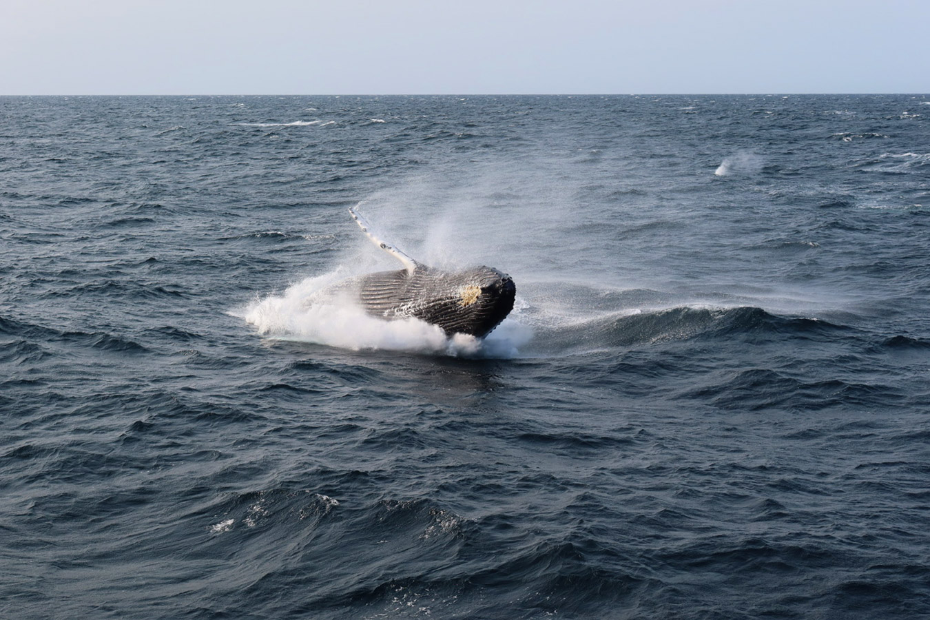 Humpback Whale Breach, Cape Cod, Massachusetts