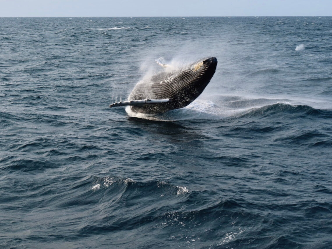 Humpback Whale Breaching | Cape Cod, Massachusetts