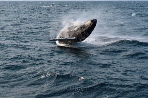 Humpback Whale Breaching | Cape Cod, Massachusetts