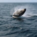 Humpback Whale Breaching | Cape Cod, Massachusetts