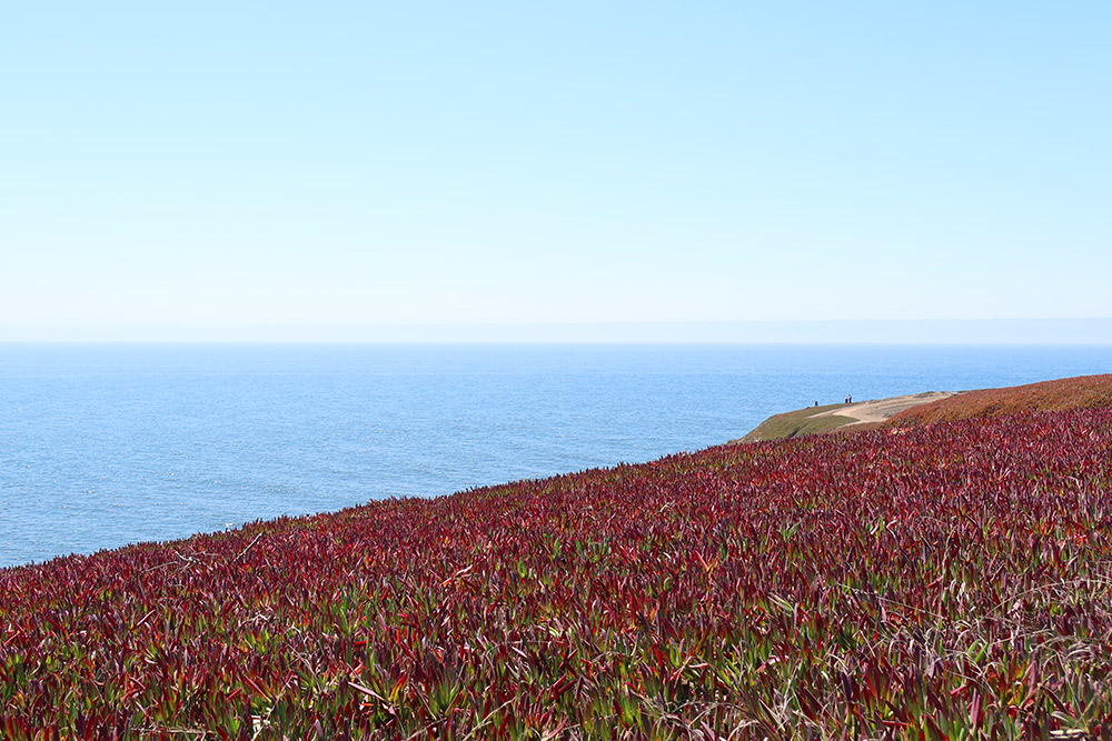 Ice Plant and the Pacific Ocean, Bodega Head, California