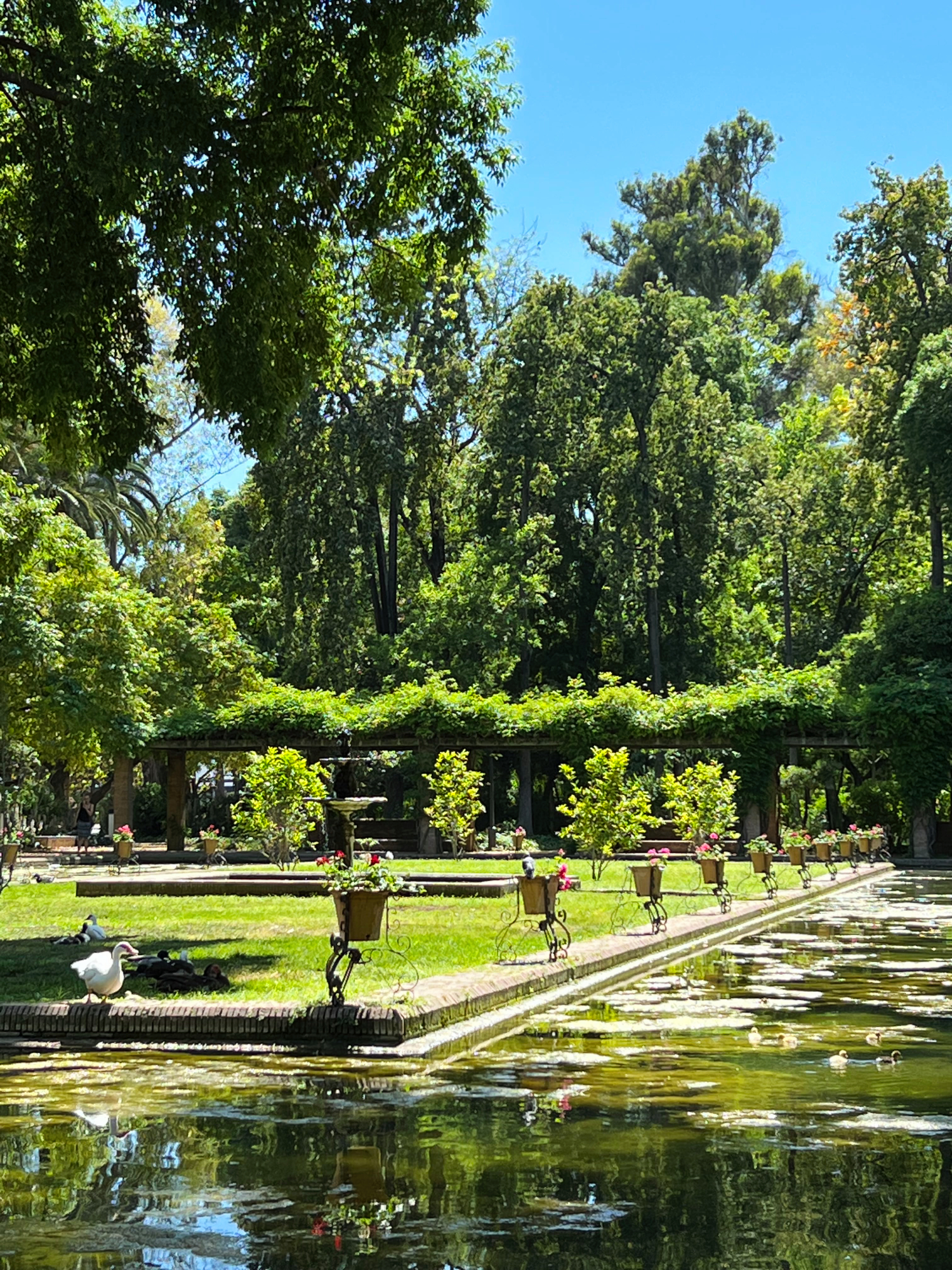 Lotus Pond, Parque de María Luisa, Seville, Spain