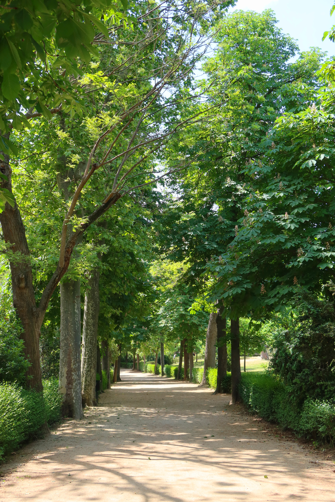 Tree-lined path, El Retiro Park, Madrid, Spain