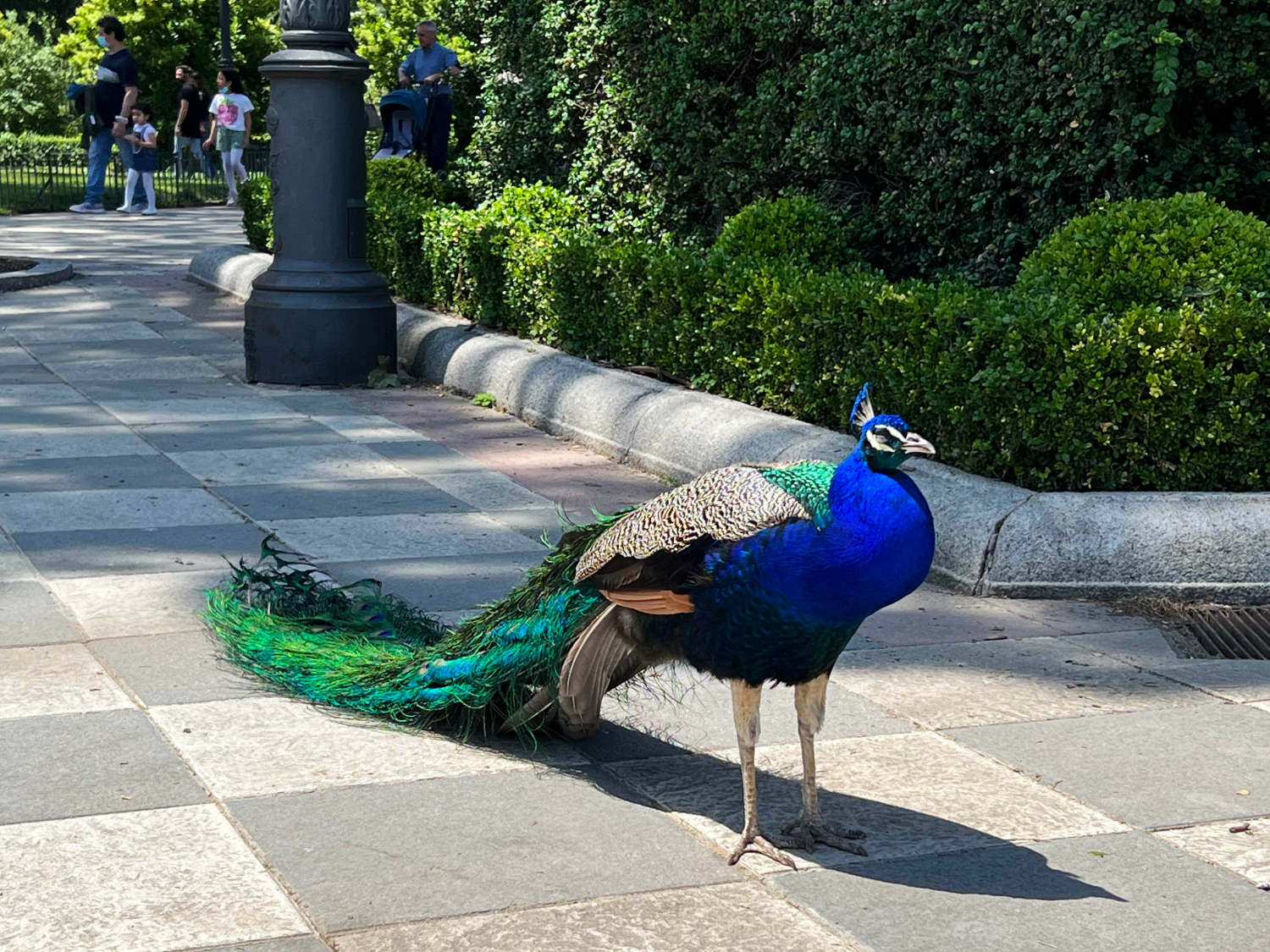 Stunning Blue Peacock, El Retiro Park, Madrid, Spain