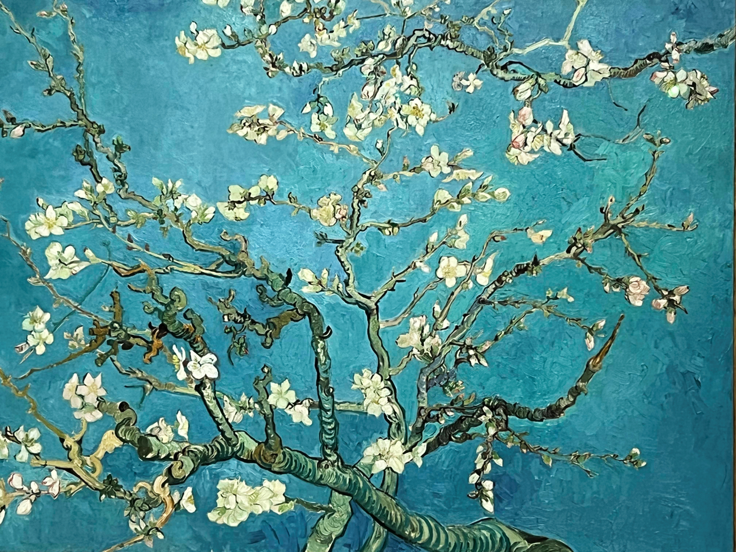 Van Gogh's Almond Blossom