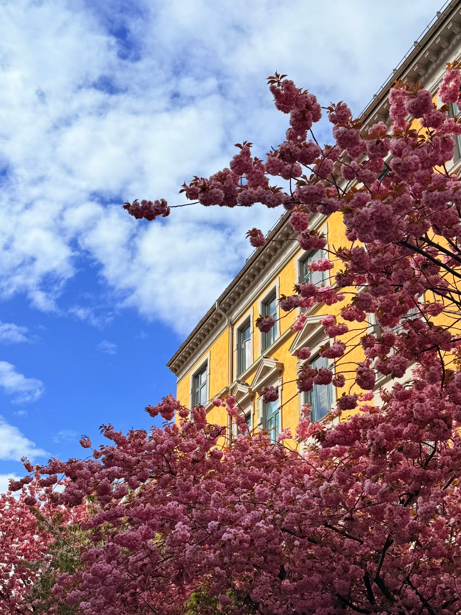 Cherry blossoms, Uranienborg Cherry blossoms, Uranienborg