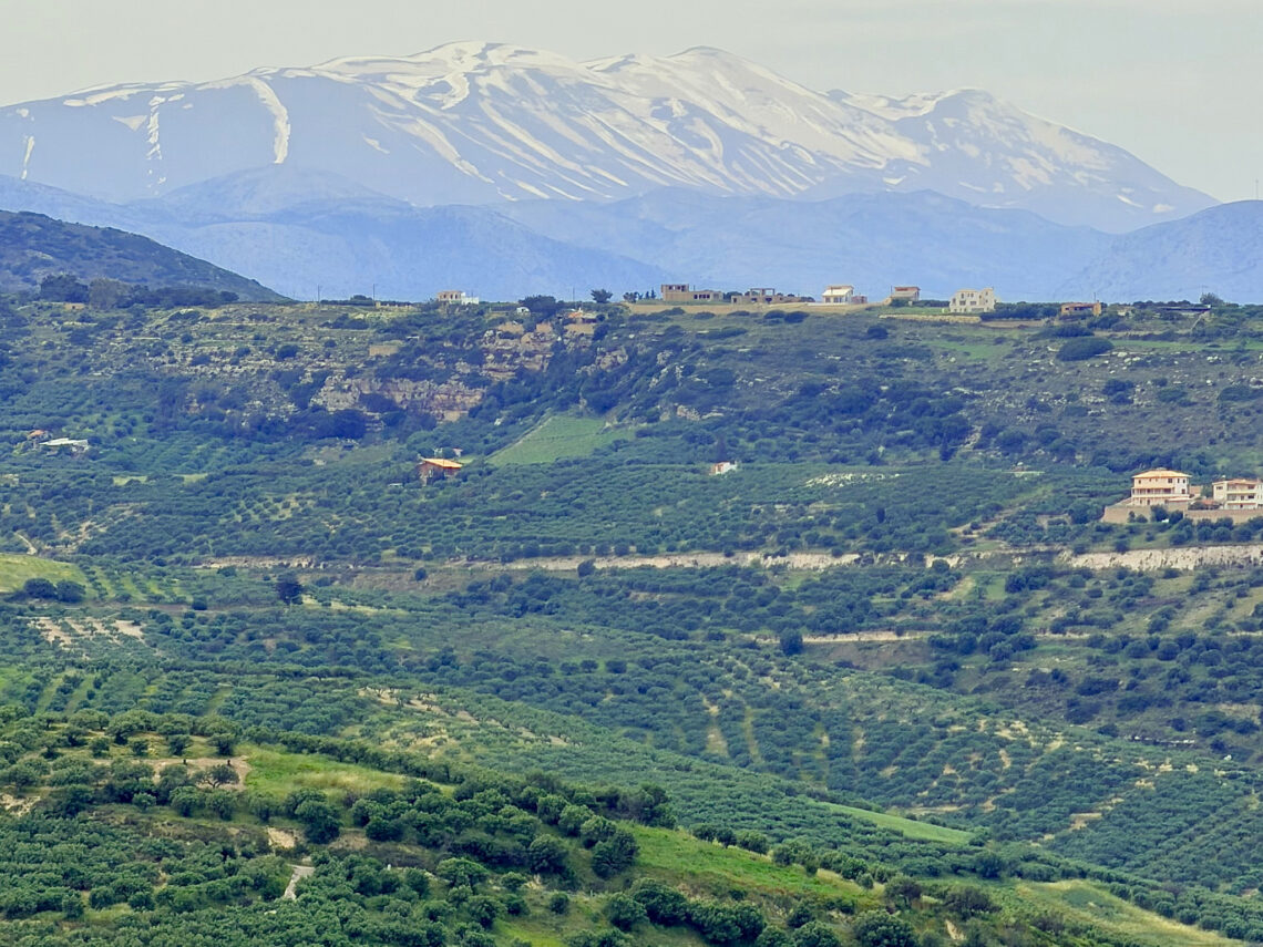 Rolling hills and silver-leafed olive groves outside Heraklion, Crete