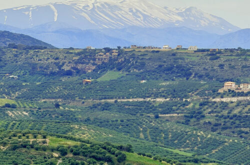 Rolling hills and silver-leafed olive groves outside Heraklion, Crete