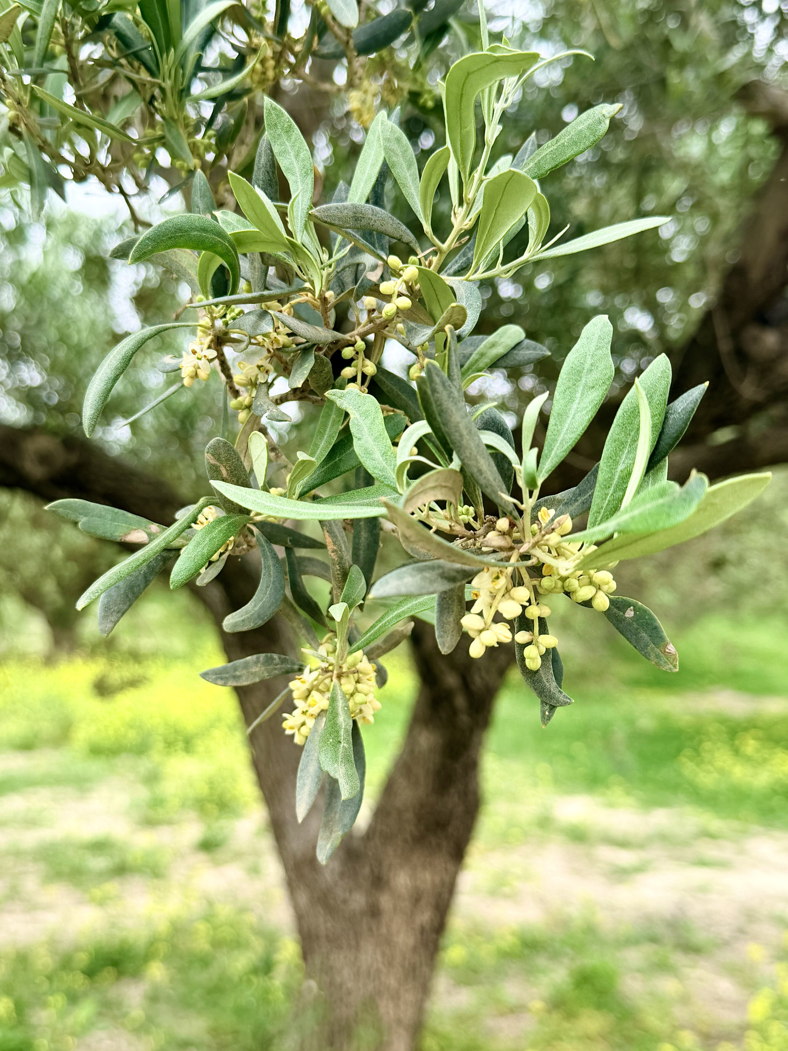 Olive buds (that look just like the buds of the Autumn Olive bush!) Olive buds (that look just like the buds of the Autumn Olive bush!)