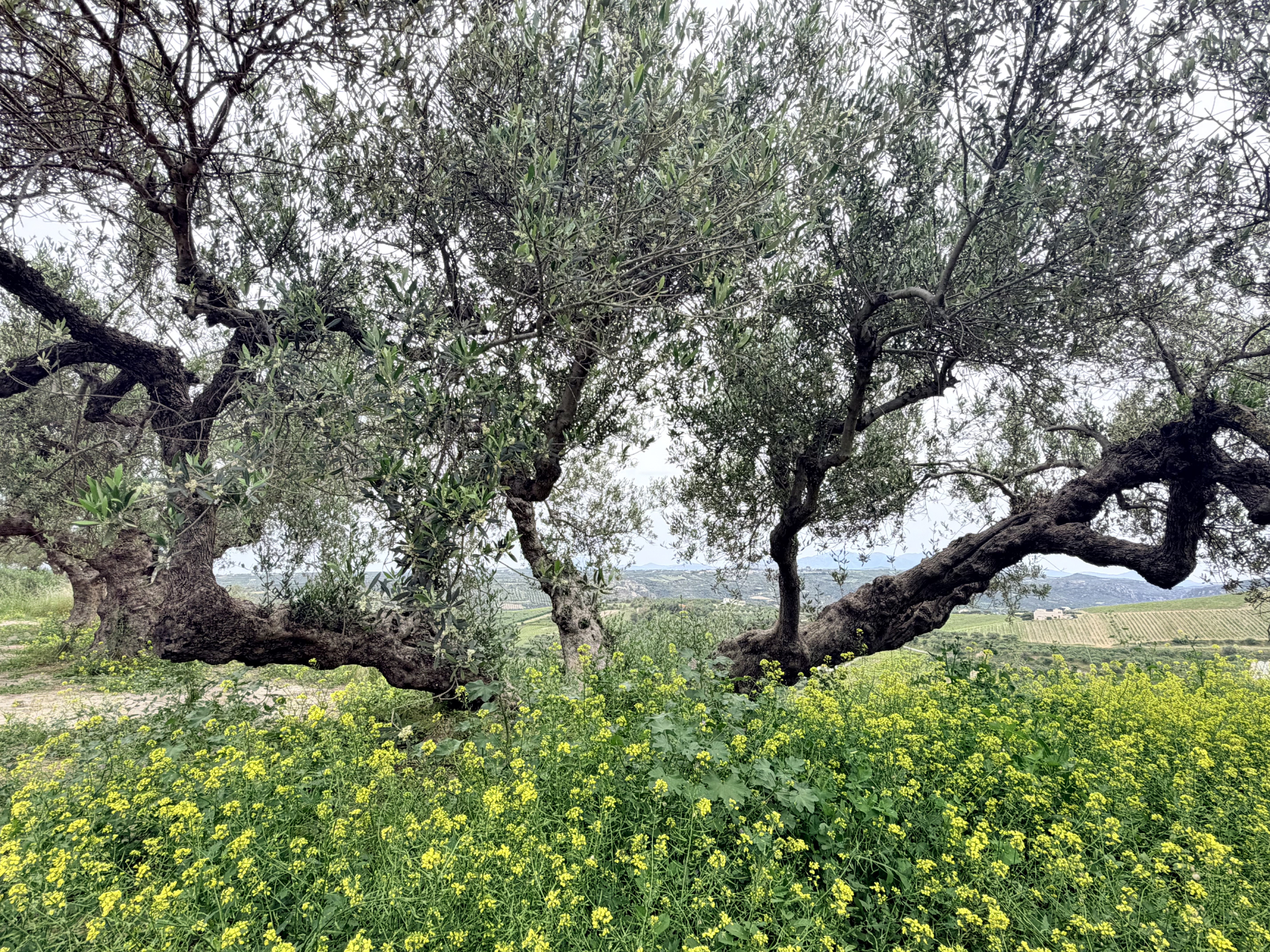 Silver-leafed olive groves of Kleanthi Silver-leafed olive groves of Kleanthi