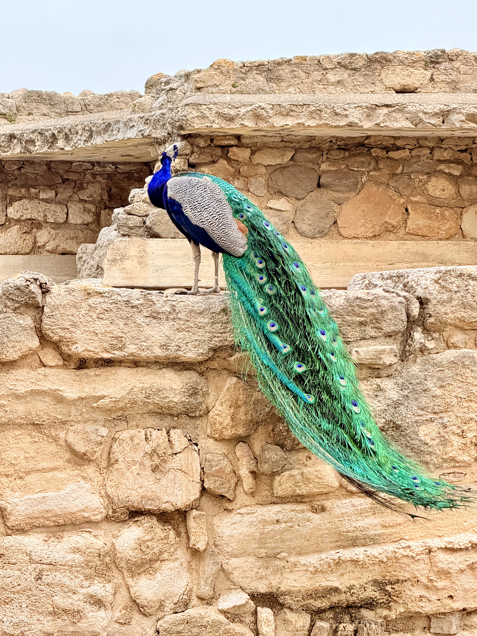 A proud peacock at Knossos A proud peacock at Knossos