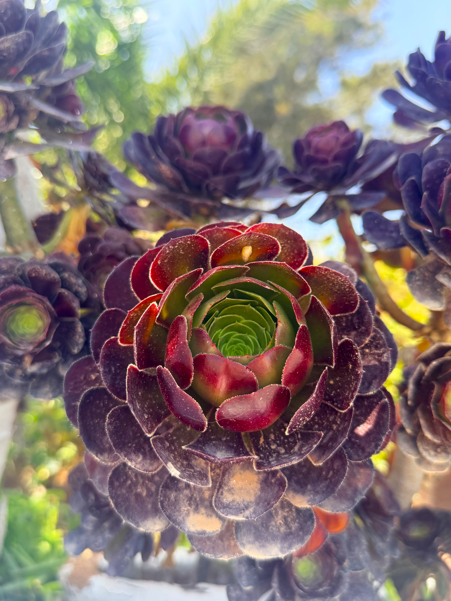 Santorini provides the perfect growing conditions for succulents Santorini provides the perfect growing conditions for succulents